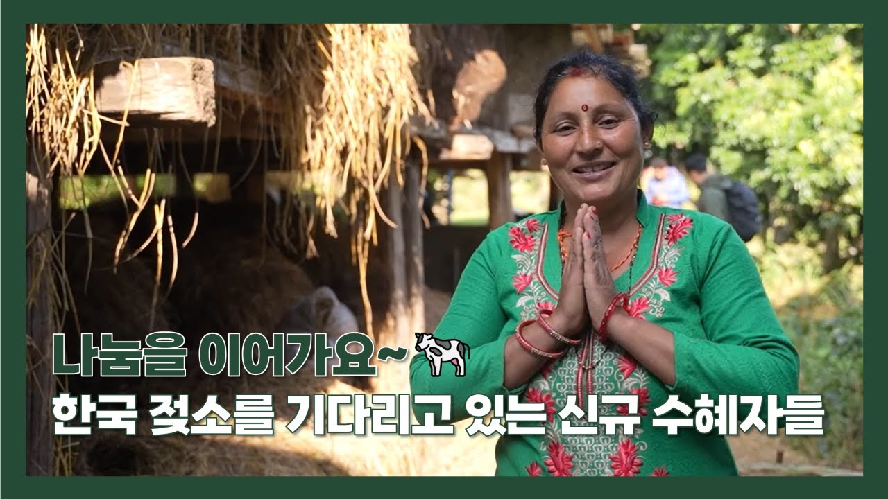 [한글자막] 한국 젖소의 Passing on the Gift를 기다리고 있는 신규 수혜자들 🐮