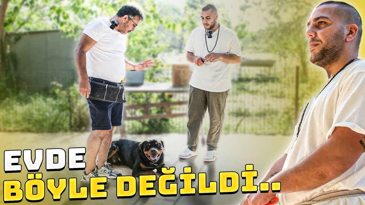 Danışanlarıma K&ouml;peğe Temel İtaat Eğitimi Vermeyi &Ouml;ğrettim!