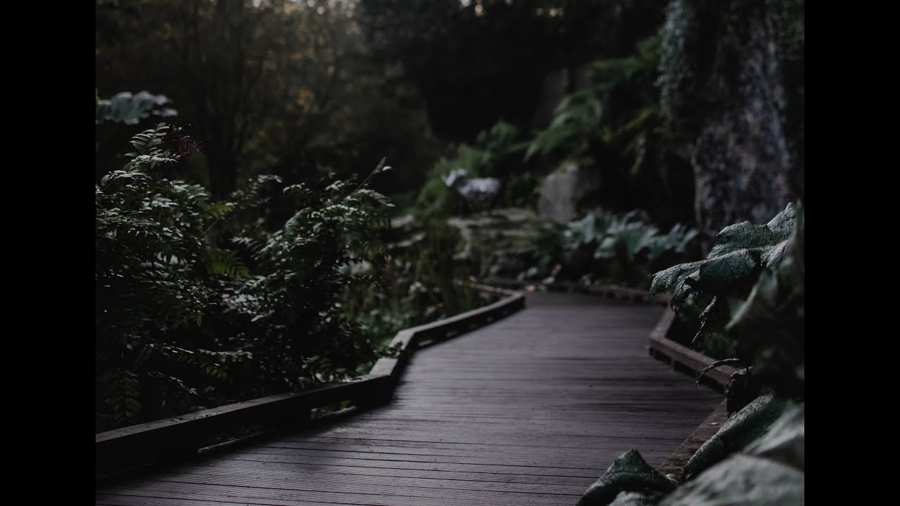 STORMY RAINFOREST Sounds for Relaxation