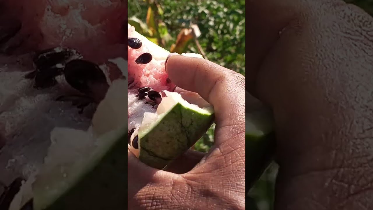 Você conhece melancia kaiana?