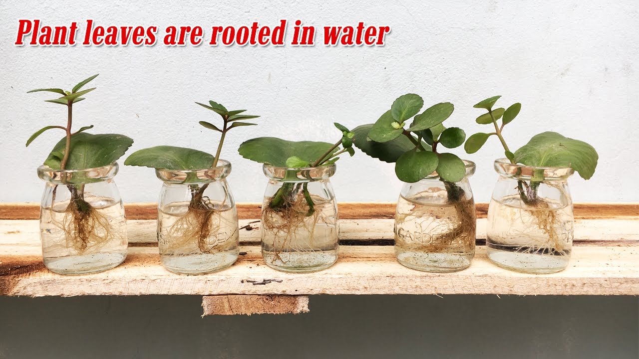 Planting kalanchoe leaves in water and results