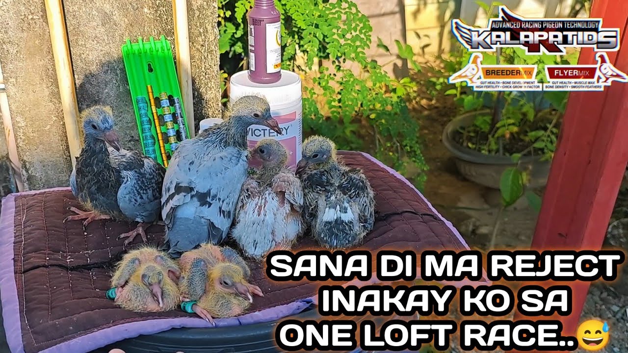 SANA DI MA REJECT INAKAY KO SA ONE LOFT RACE..😅