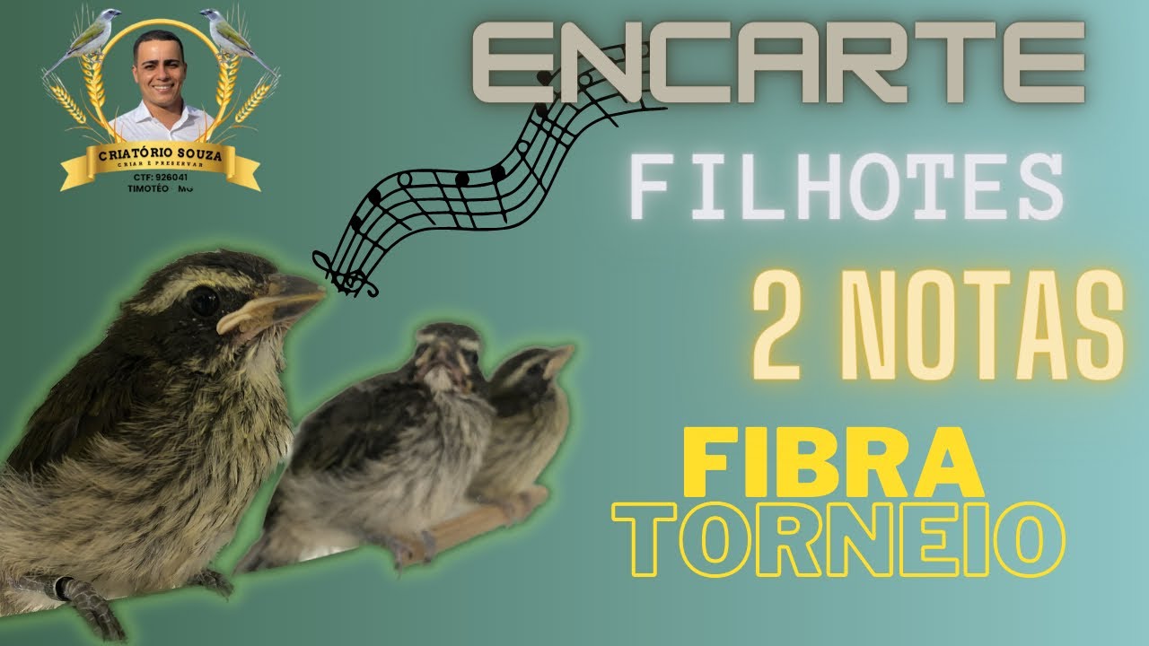 Encartar filhotes de trinca ferro para torneio - [2 notas rápido] - [10 minutos]