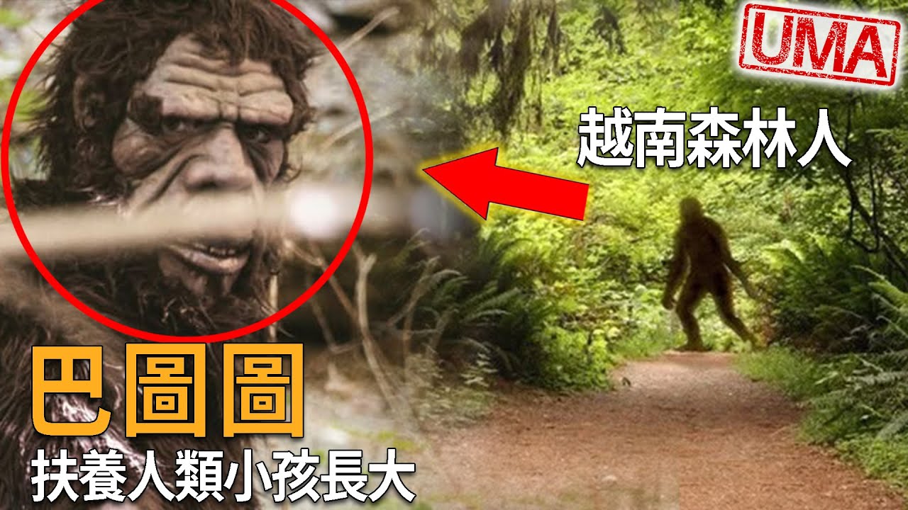 越南神祕生物森林人「巴圖圖Batutut」，越戰期間令美軍害怕之巨型猿人生物，東南亞大腳怪的存在，甚至扶養當年走失的小女孩，成為荒野森林生活18年的女野人。