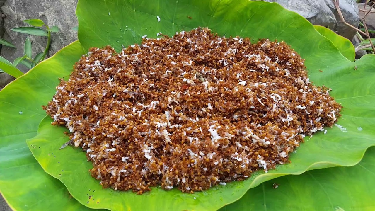Primitive Technology - roasted red ant on rock- cooking red ant eating delicious