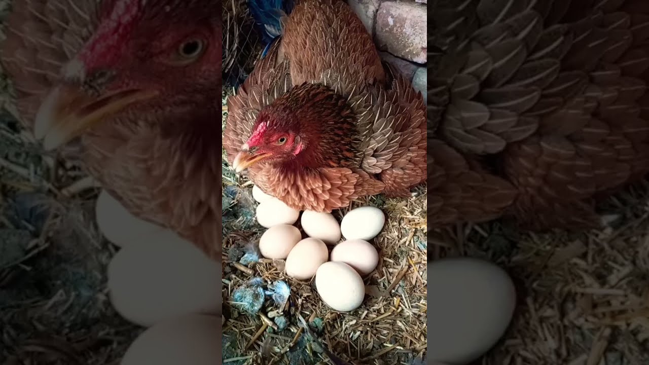 Aseel Murgi Ki Awaaz Compilation Asil Rooster Crowing Sound Effect By Top One Pets TV #sohailmalik
