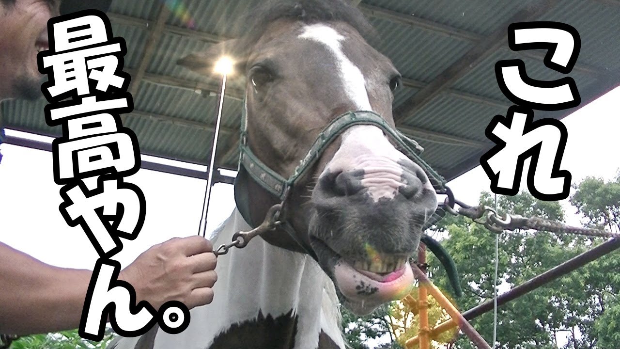 馬の耳をかく神アイテムを手に入れました。