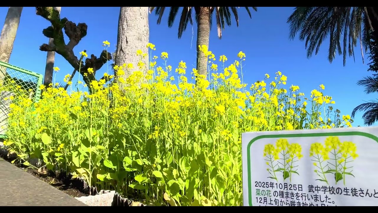 鹿児島市で一期一会｜12月22日 冬至の朝 菜の花と一陽来復の朝日を感じに長島美術館へ（^^) Shot on iPhone12 Pro Max & Cinema P3 Pro
