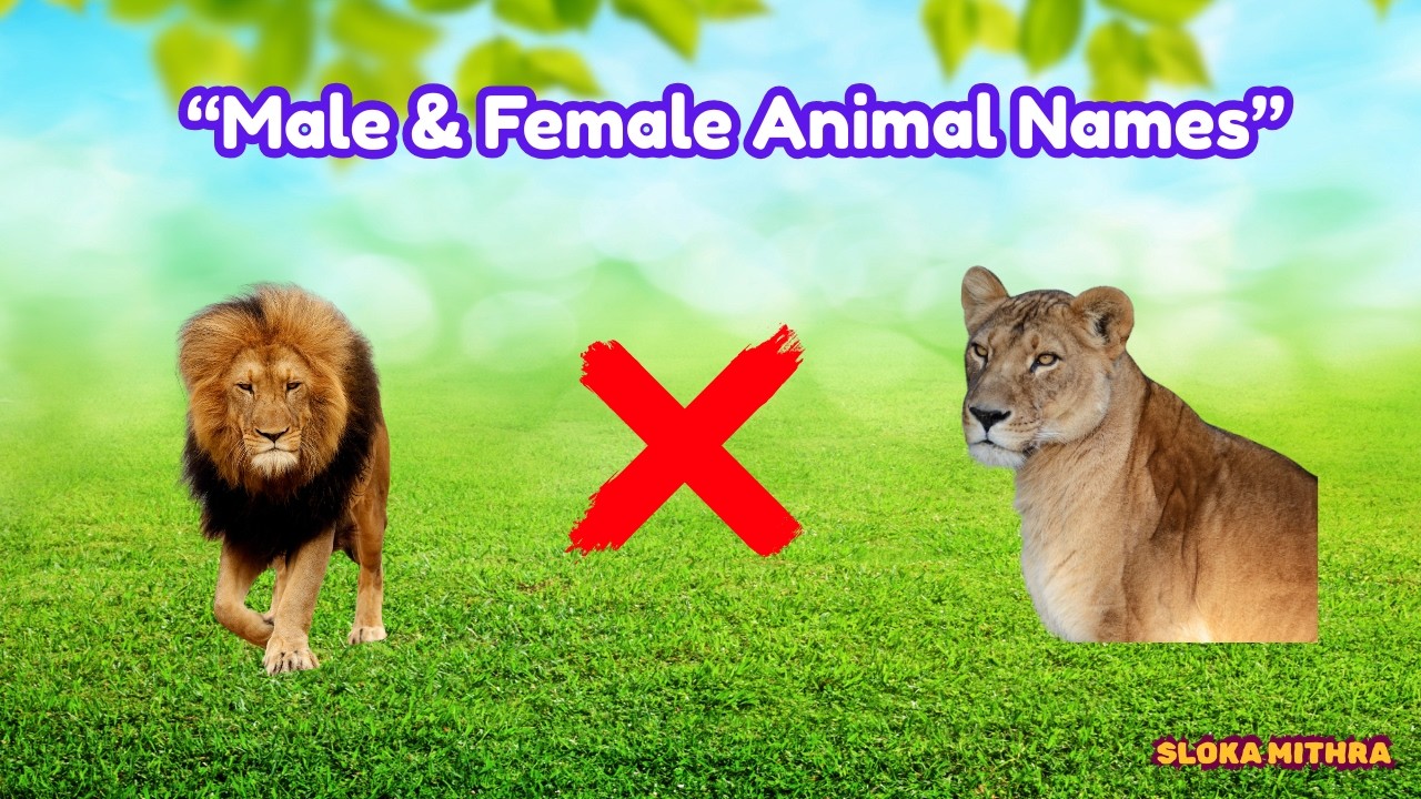 Male and Female Animal Names with Differences | 25 Animals for Kids | Slokamithra