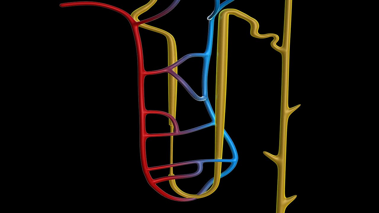 Human Physiology - Overview of the Renal Tubule System