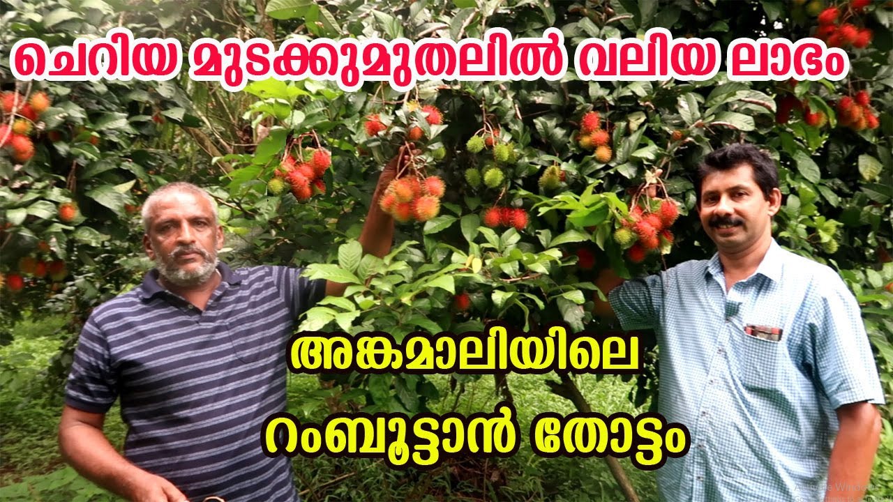 റംബൂട്ടാൻ കൃഷിയിലൂടെ ലക്ഷങ്ങൾ നേടുന്ന ജാഫിയെ പരിചയപ്പെടാം Success Stories in  Ramboottan Farming