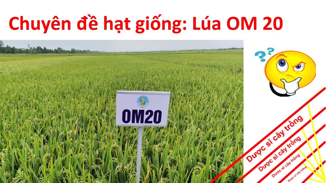 Thăm đồng trình diễn giống mới _ giống lúa OM 20 | Viện lúa ĐBSCL | #rice | Dược sĩ cây trồng