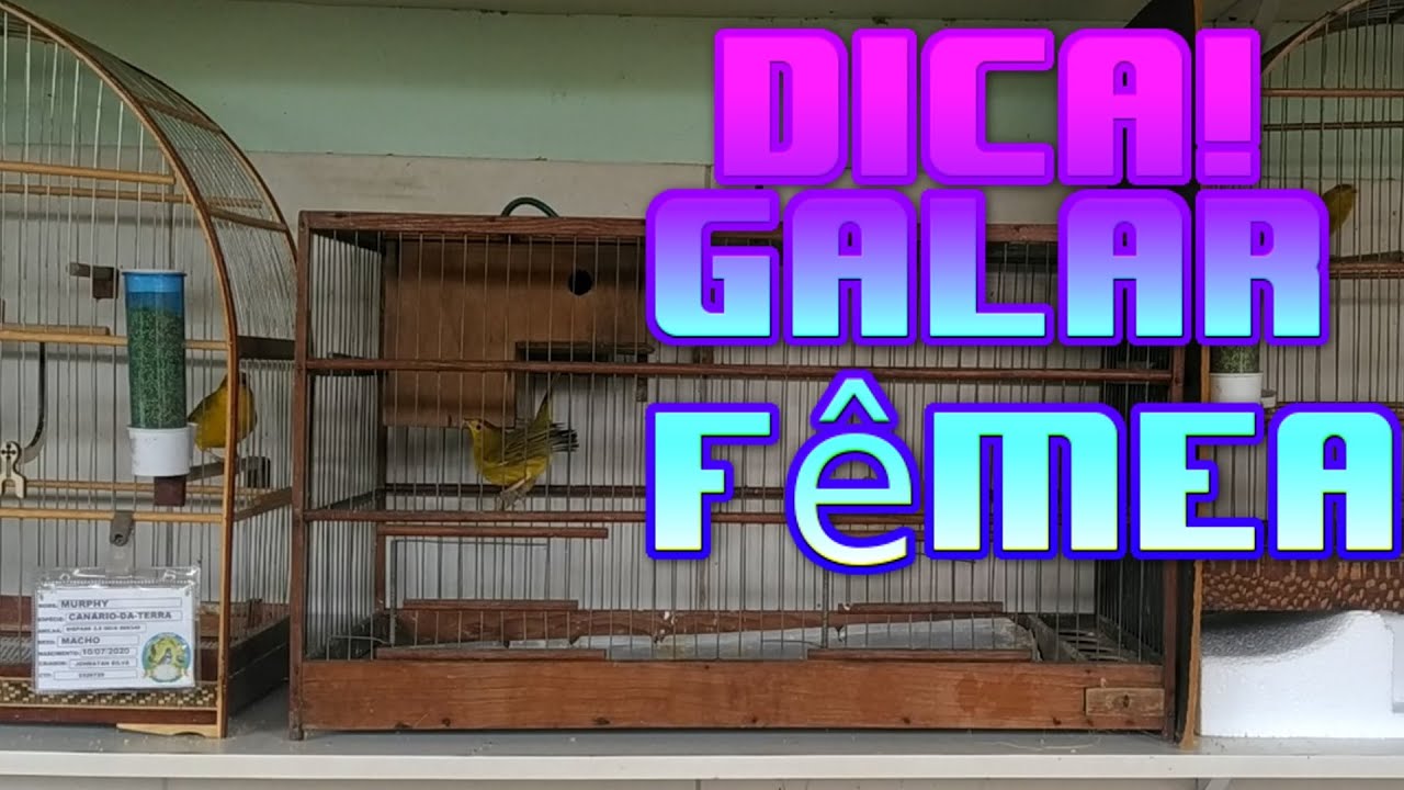 DICA PARA GALAR FEMEA QUE NAO PEDE GALA.