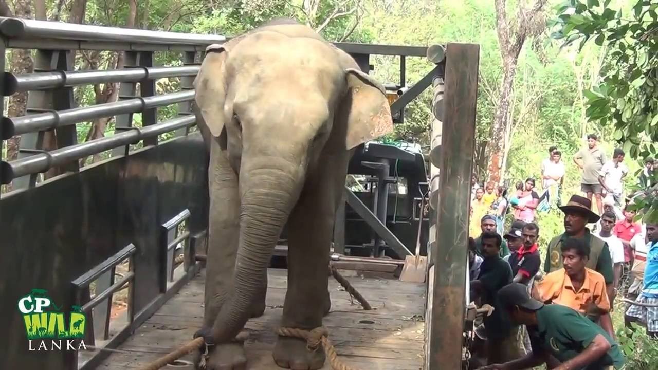 Angry Elephant Capture !