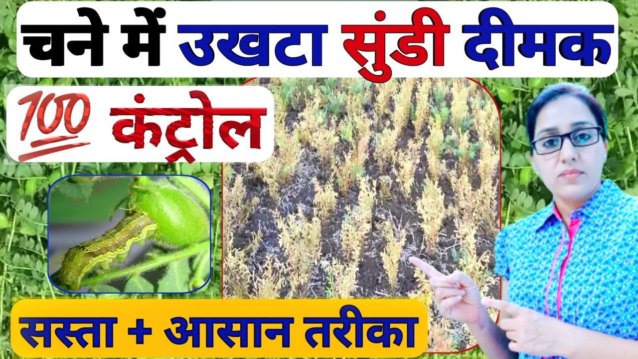 चने में उखटा/काली जड़ / सुंडी / दीमक का💯 कंट्रोल | wilt & collar rot control in chickpea /gram