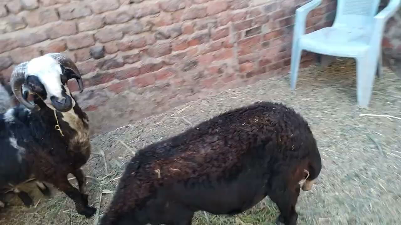 لو هتشتري أغنام عشر او والاده من السوق