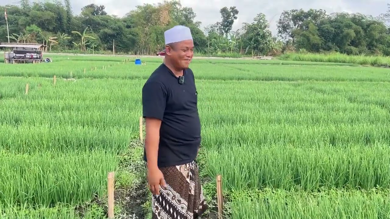 CARA ANTISIPASI GUREM UNTUK TANAMAN BAWANG MERAH