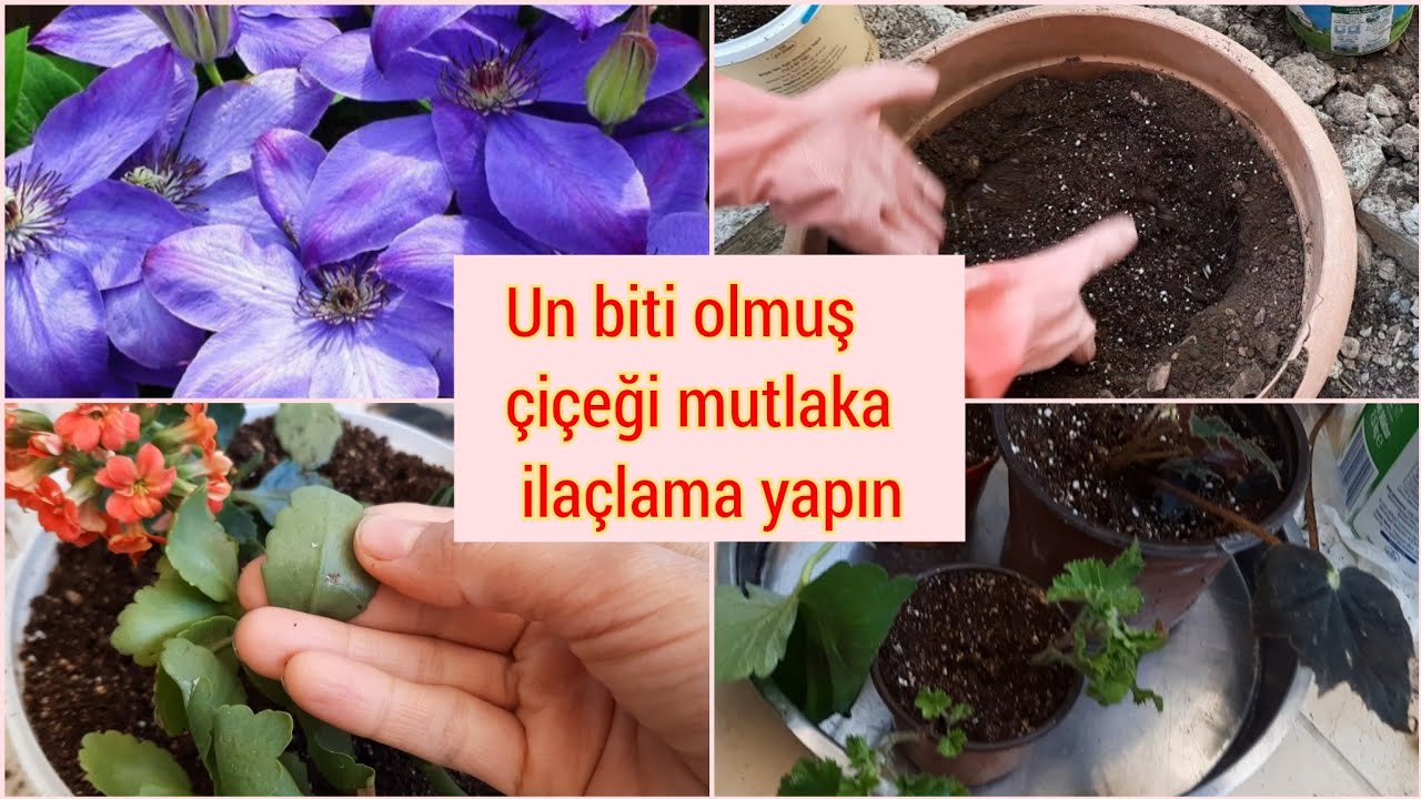 clametis çiçeği dikimi nasıl yapılır. un  biti olmuş çiçek nasıl kurtarılır. sardunya çiçeği dikimi.