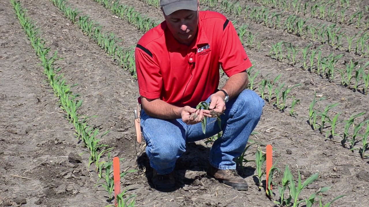 Starter Fertilizer Trial