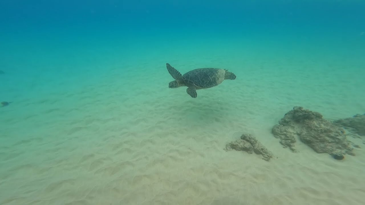 Snorkeling in the rain with an octopus, sea turtles & more!