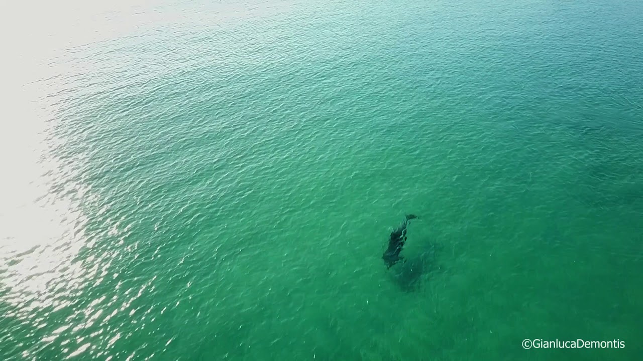 Delfino solitario al Poetto