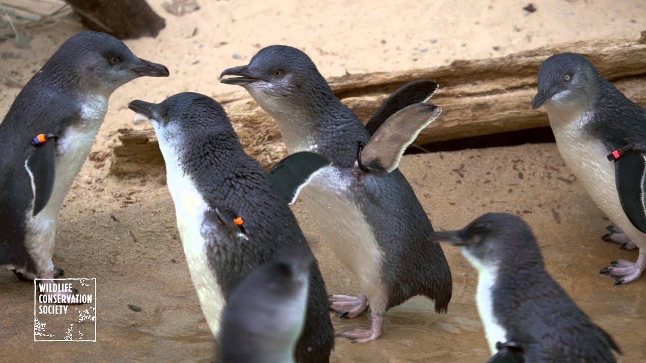 Bronx Zoo's Little Penguins