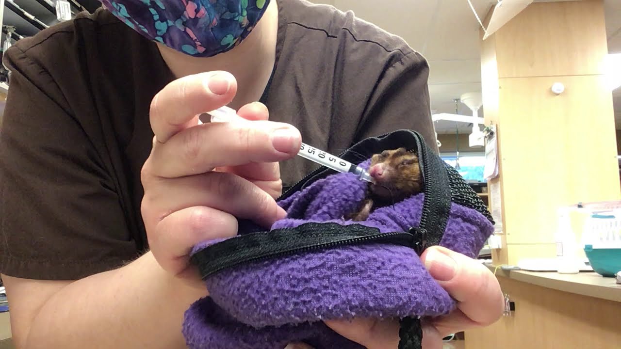 How to give your sugar glider oral medication