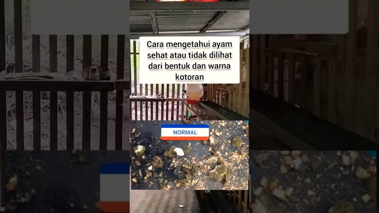 Tanda ayam sehat dilihat dr bentuk dan warna kotoran #kandangayam  #chicken #ayamkampung #education