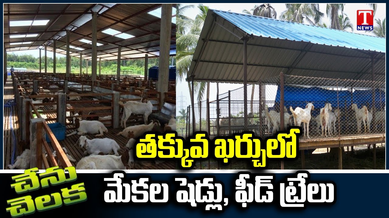 Vijay Farms, loafing shed for Goats | Daily nutrition Process | Chenu Chelaka | T News