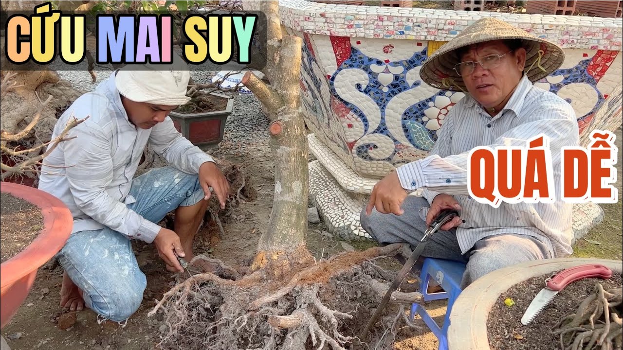 Cận cảnh cao thủ Út Đực cứu mai suy đơn giản ai làm cũng được tưới nước máy trực tiếp ko cần kích rễ