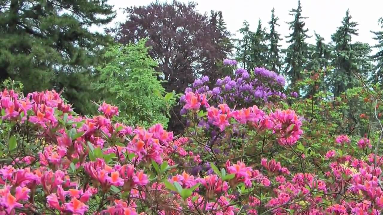 Der Rhododendron- Park am Hutberg bei Kamenz