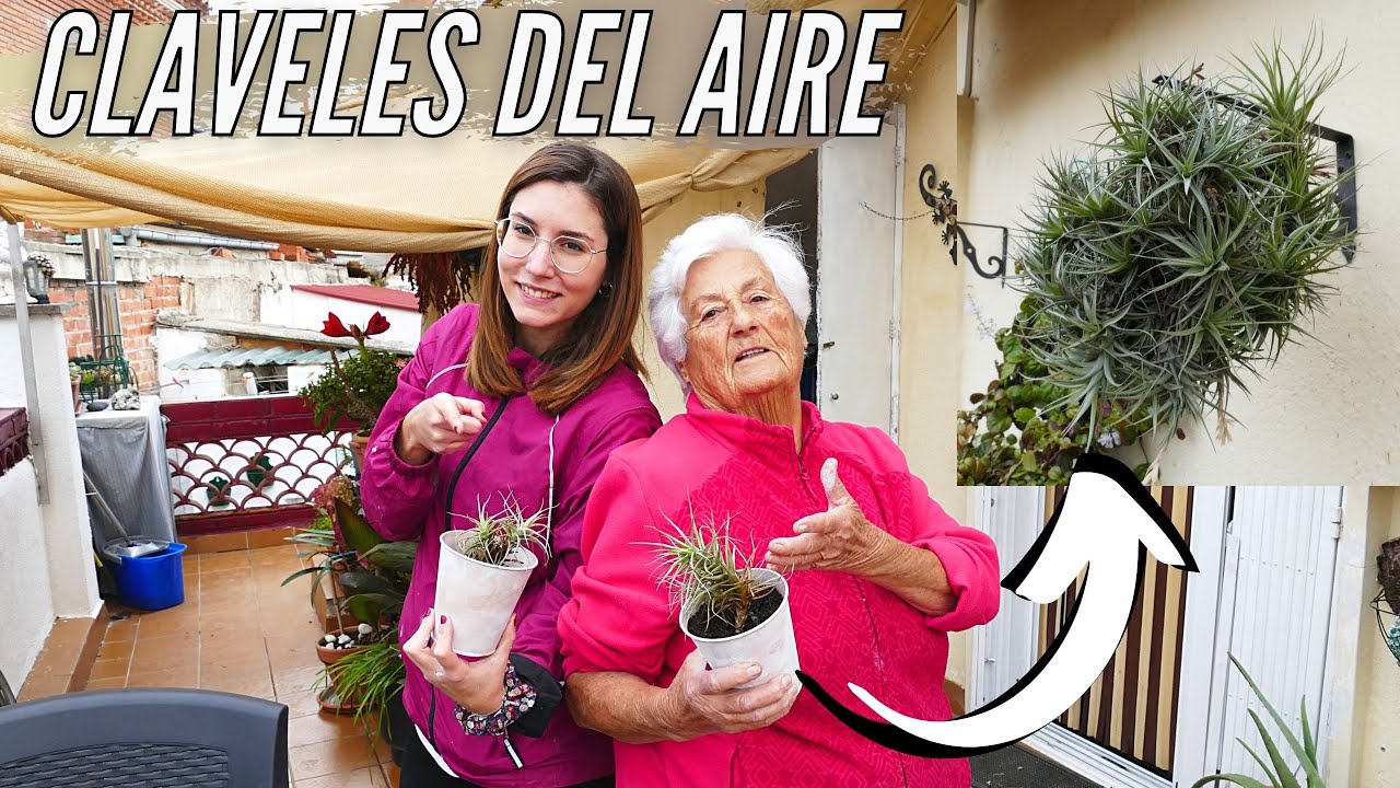 TILLANDSIA O CLAVEL DE AIRE 🌱(En Agua, En Aire Y En Tierra) CUIDADOS BÁSICOS