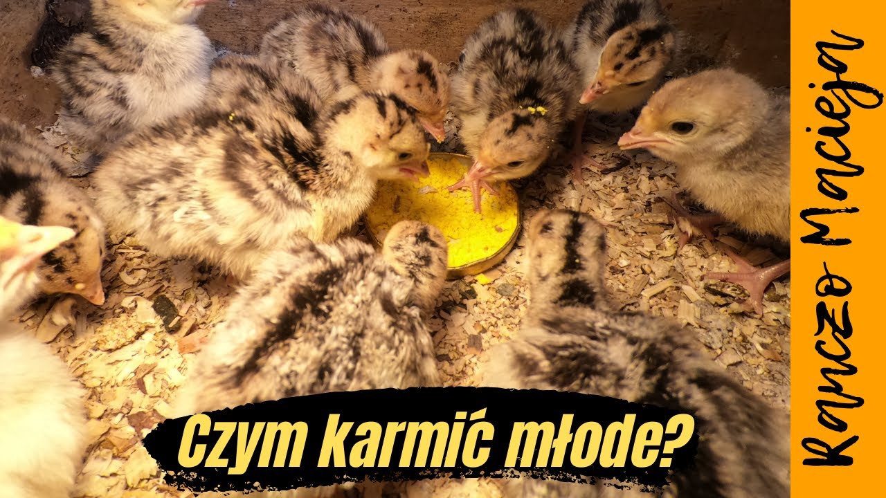 Czym karmić młodziutkie indyki? Pieprz na odporność #250
