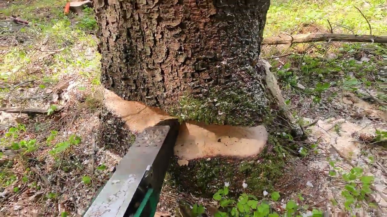 Bast-ing ValFast and ported Stihl MS400 + HQ 550xpg mk2