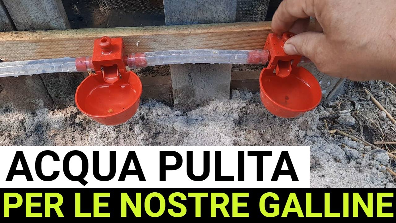 Abbeveratoio per galline. SEMPLICE GUIDA all'Installazione e Regolazione!
