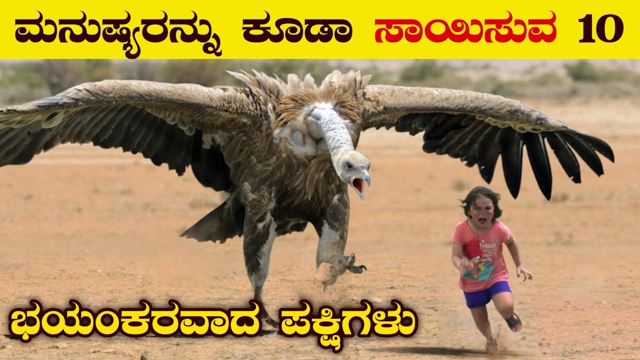 Top 10 Dangerous Birds in the World | Hunting Birds | Biggest Birds | Most weird Birds | VismayaVani