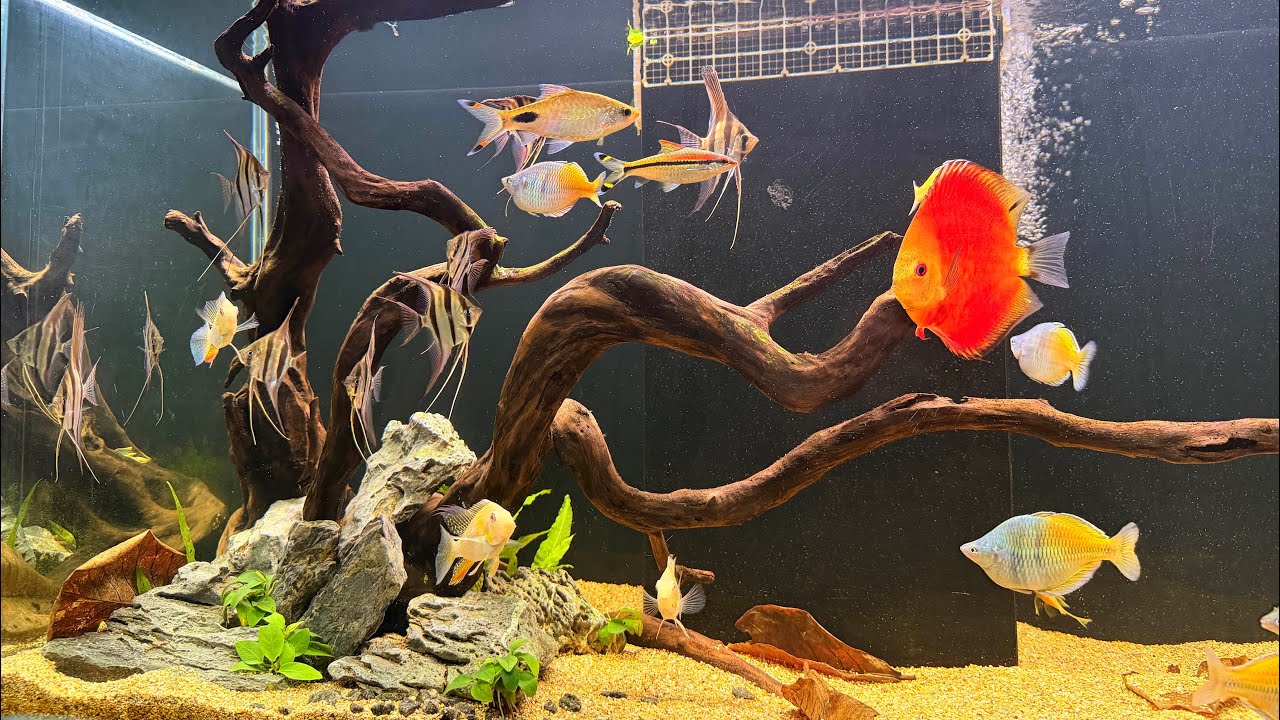 ALTUM - ANGELS Aquarium | Buying More Altum Angelfish | Discus Dream | Blue Lotus Aquatics | Discus 