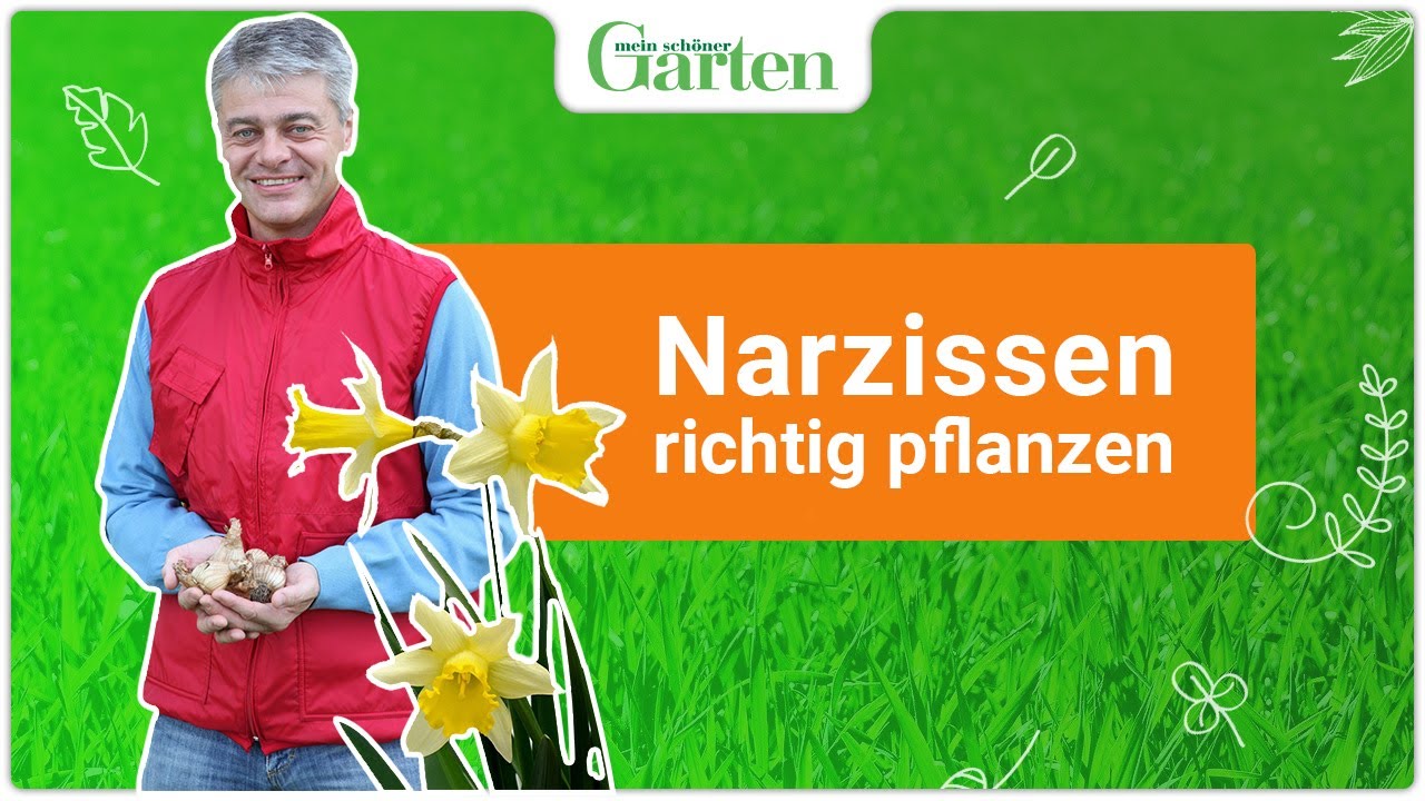 Narzissen pflanzen: So geht&rsquo;s!