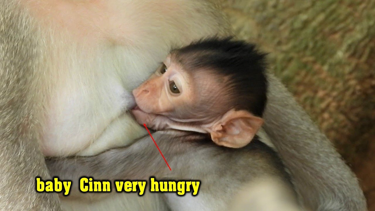 [ Hungry baby ] Cute baby monkey Cinn look so hungry she try to get milk very strong