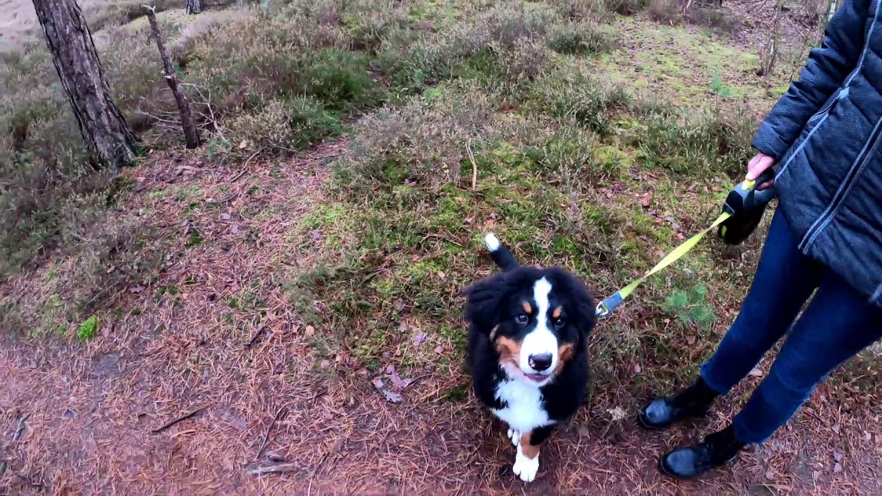 Berner Sennen pup Jelle december 2020