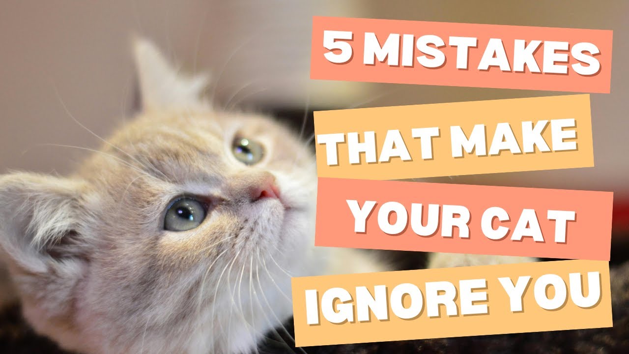 5 Mistakes That Make Your Cat Ignore You