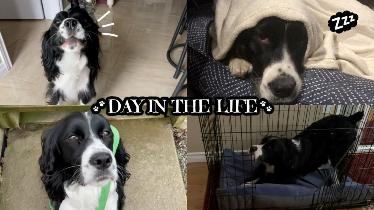 DAY IN THE LIFE: Talking Springer Spaniel 🐕🌳