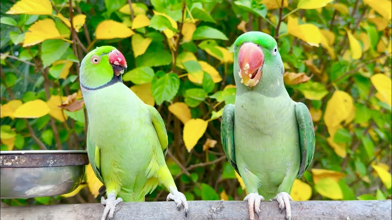 Parrots Kissing & Feeding Each Other 🦜❤️ Adorable Parrot Love Moment