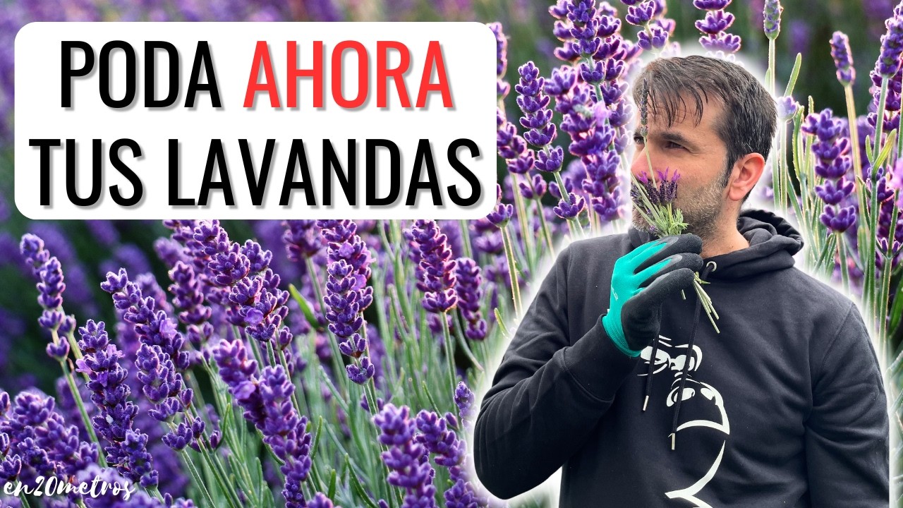 GUÍA PARA PODAR LAVANDAS: poda y mantenimiento de lavanda en invierno y resto del año || en20metros