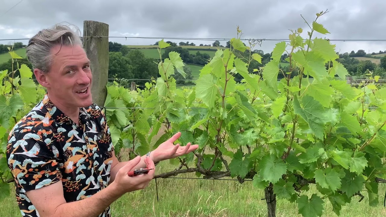 Silverton Vineyard Early Summer Pruning