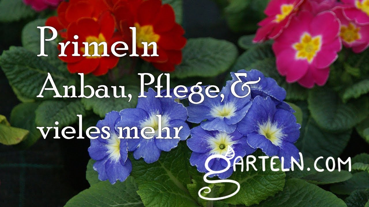 Primel - Anbau und Pflege