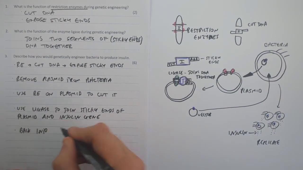 GCSE Biology LIVE: Natural Selection + Genetic Engineering | Exam Questions + 6-Mark Answers