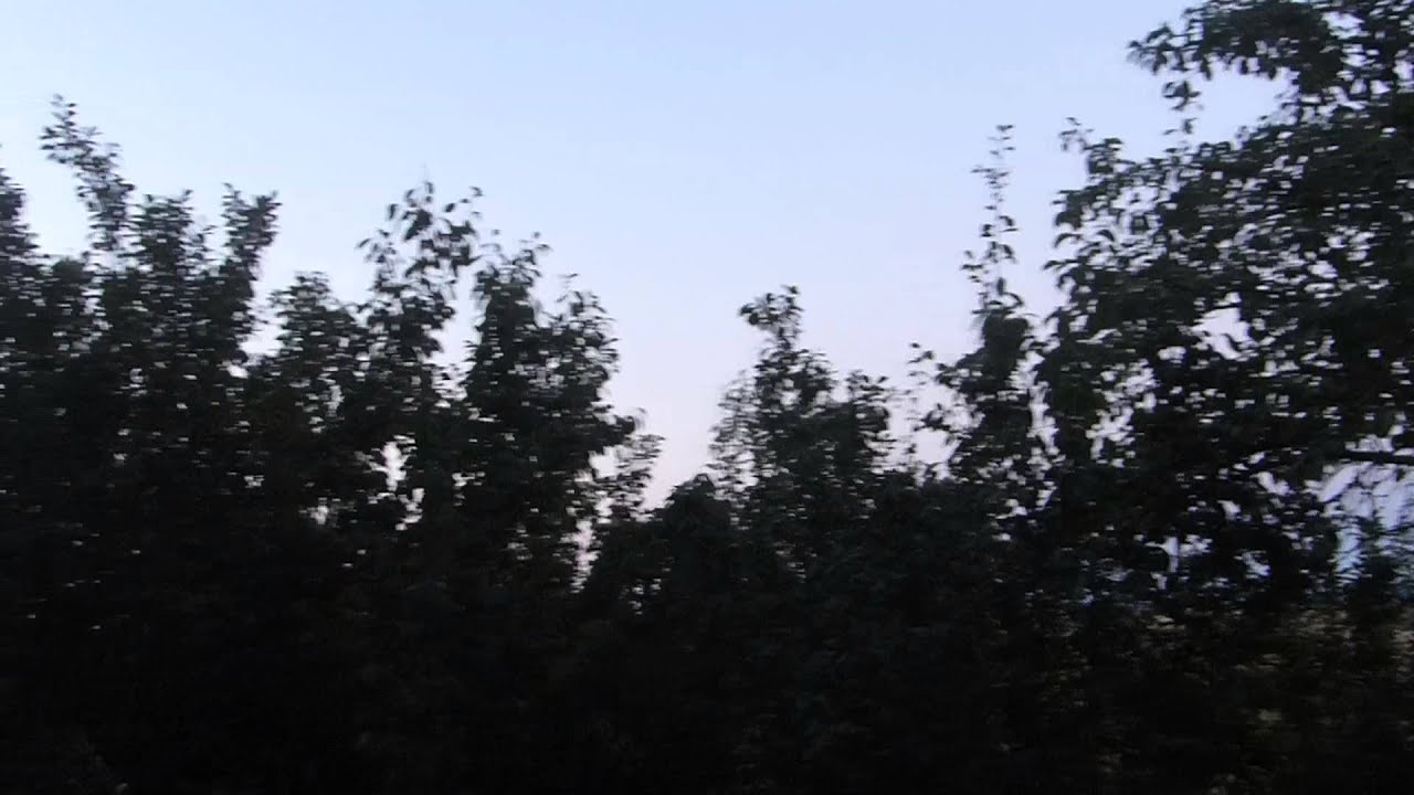 Cricket Chorus