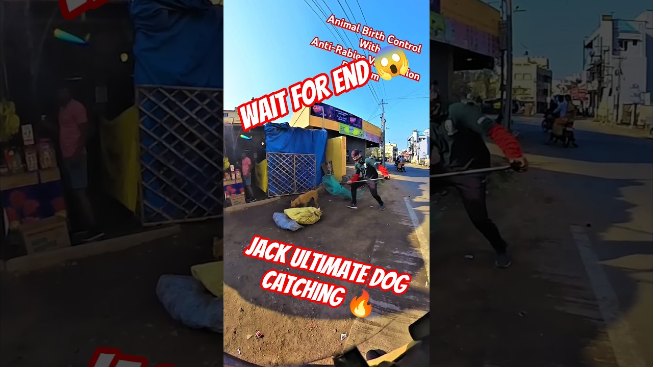 Jack Ultimate Dog Catching Trailer #jack #dog #dogwithpublicsafety #ytviral #pets #dogshorts #shorts