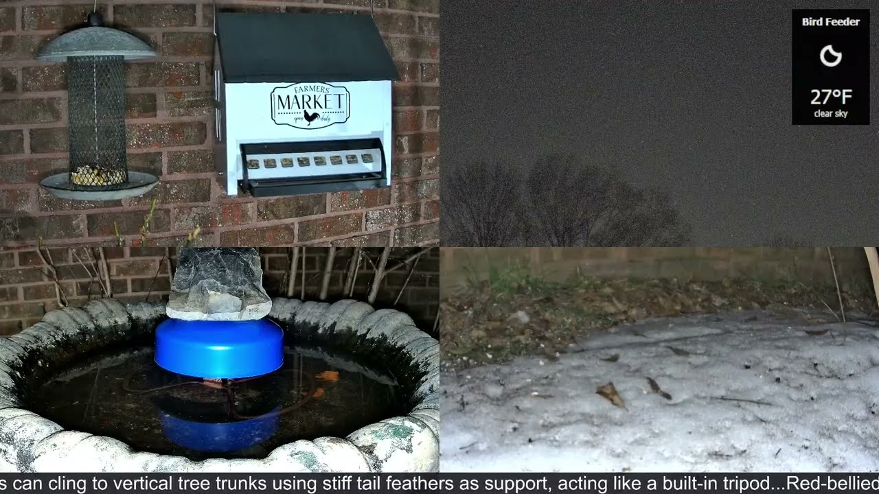 LIVE Bird Feeder Cam | Flock Around the Clock 🐦 | 2/5/2026